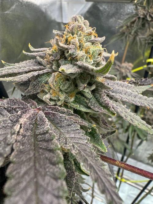 Blue Nerds x TMZ. Week 19