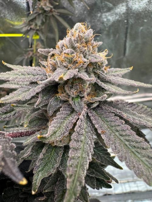 Blue Nerds x TMZ. Week 19