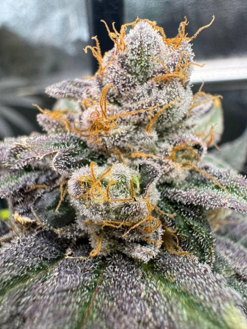 Blue Nerds x TMZ. Week 19