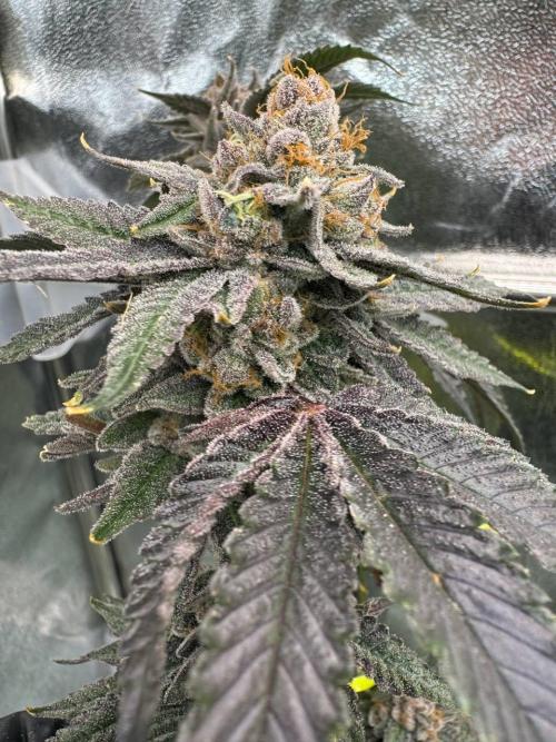 Blue Nerds x TMZ. Week 19