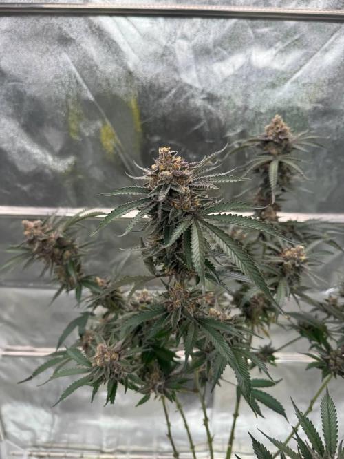 Exodus x Xkittlex REG. Week 19