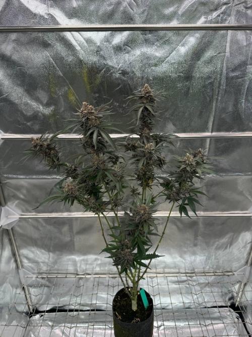 Exodus x Xkittlex REG. Week 19