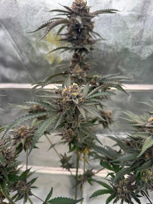 Exodus x Xkittlex REG. Week 19