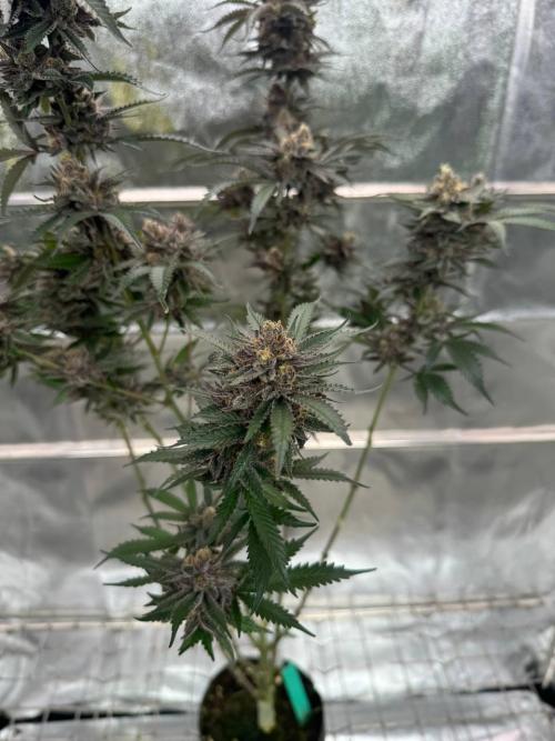 Exodus x Xkittlex REG. Week 19