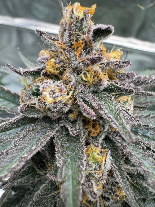 Exodus x Xkittlex REG. Week 19