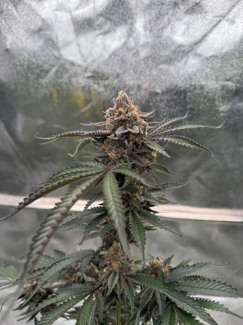 Exodus x Xkittlex REG. Week 19