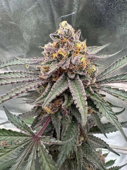 Exodus x Xkittlex REG. Week 19