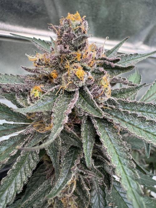 Exodus x Xkittlex REG. Week 19