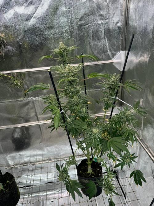 Zkittlez 3.0. Week 19