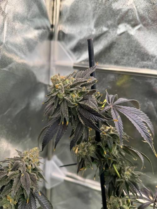 Zkittlez 3.0. Week 19