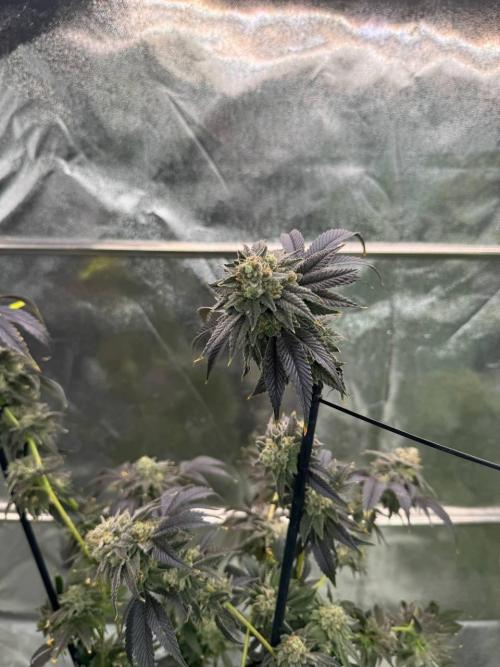 Zkittlez 3.0. Week 19