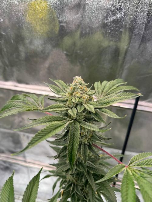 Zkittlez 3.0. Week 19