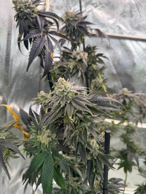 Zkittlez 3.0. Week 19