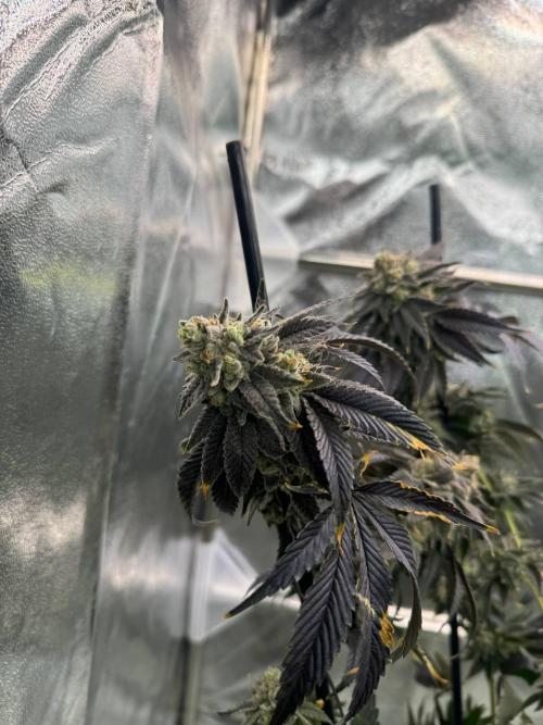 Zkittlez 3.0. Week 19