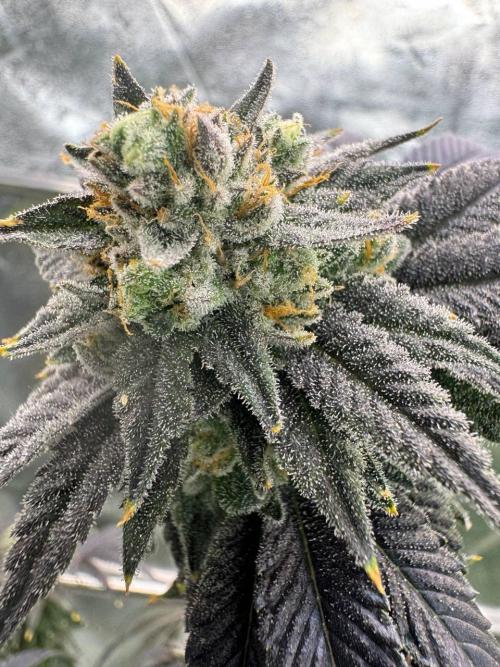 Zkittlez 3.0. Week 19