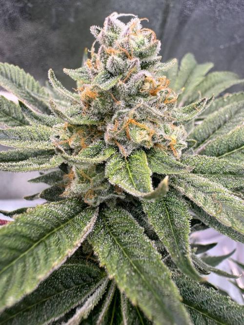 Zkittlez 3.0. Week 19