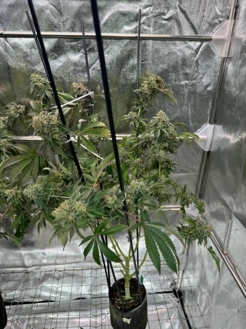 Wifi 43 x TMZ. Week 19