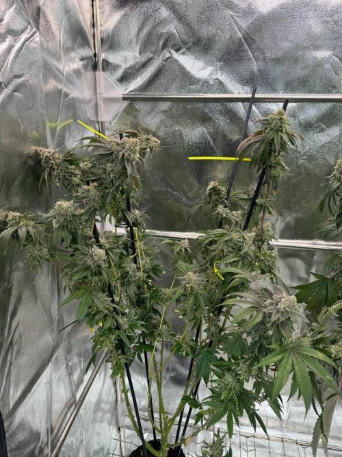 Wifi 43 x TMZ. Week 19