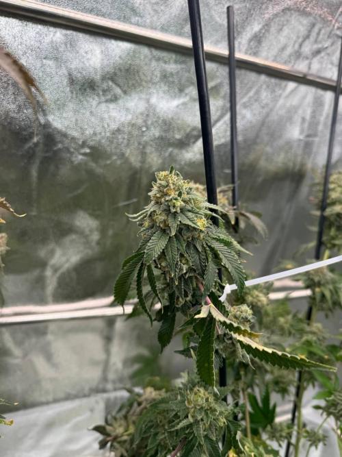 Wifi 43 x TMZ. Week 19