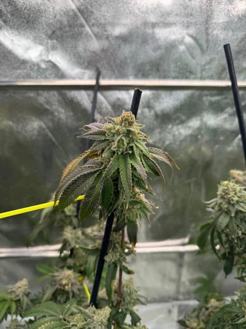 Wifi 43 x TMZ. Week 19