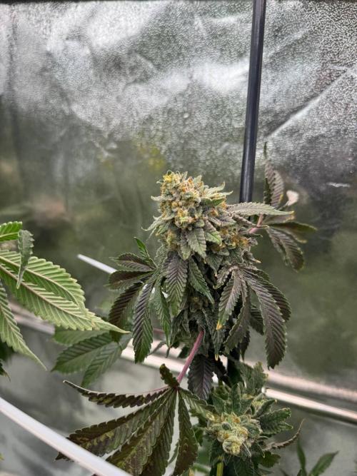 Wifi 43 x TMZ. Week 19