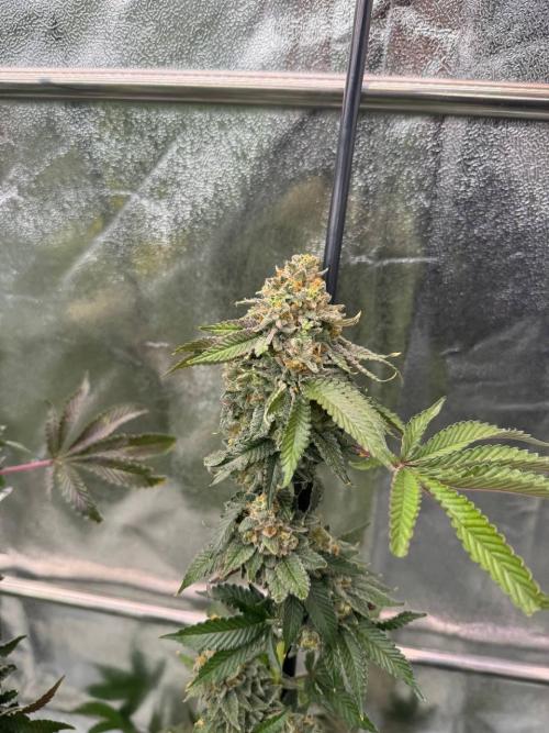 Wifi 43 x TMZ. Week 19