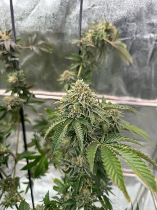 Wifi 43 x TMZ. Week 19