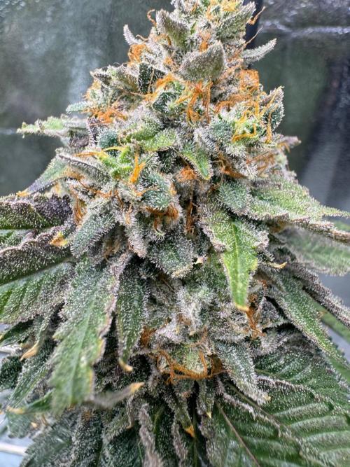 Wifi 43 x TMZ. Week 19