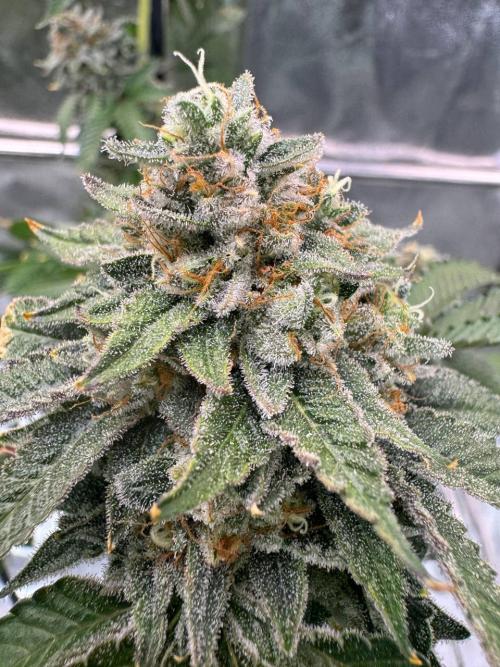 Wifi 43 x TMZ. Week 19