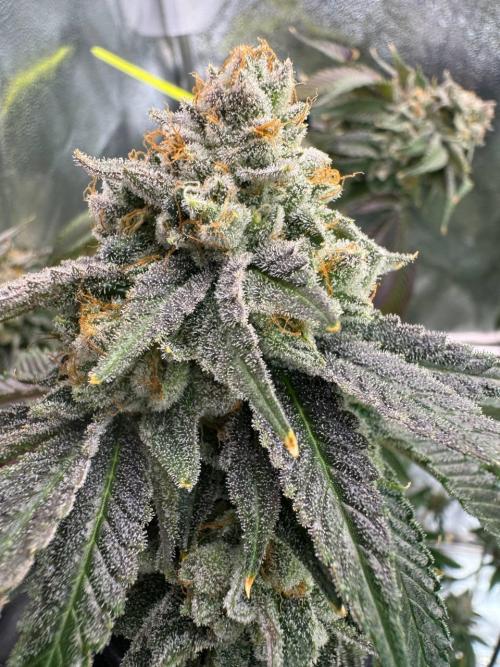 Wifi 43 x TMZ. Week 19