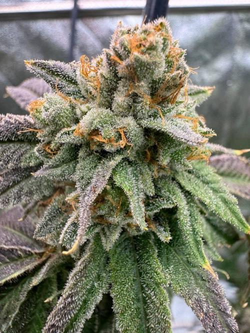 Wifi 43 x TMZ. Week 19