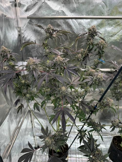 Swampwater Fumez REG. Week 19