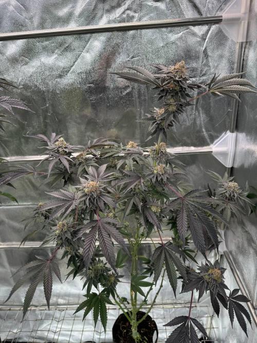 Swampwater Fumez REG. Week 19