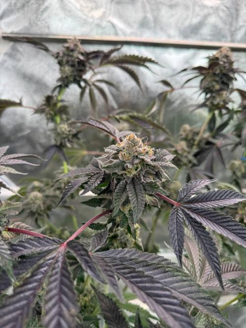 Swampwater Fumez REG. Week 19