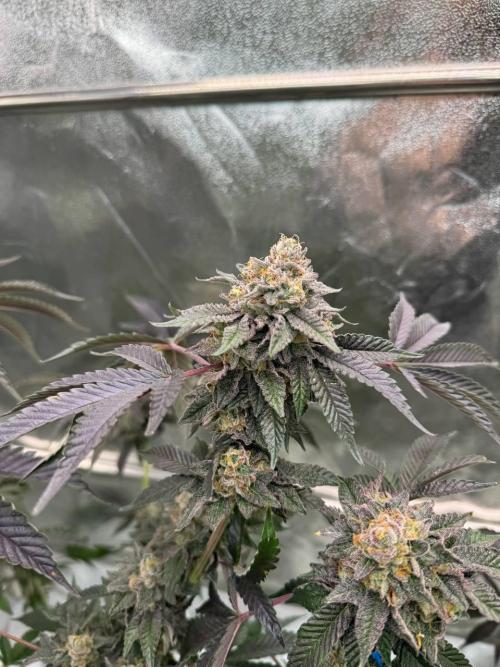 Swampwater Fumez REG. Week 19