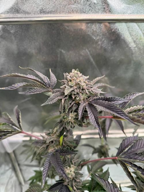 Swampwater Fumez REG. Week 19