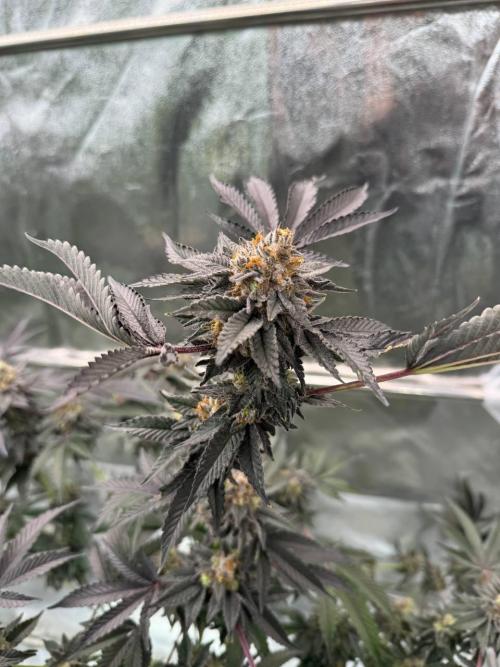 Swampwater Fumez REG. Week 19