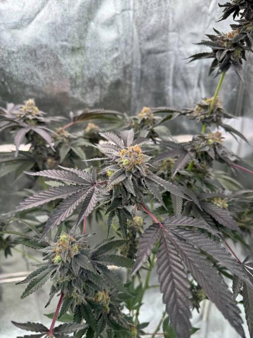 Swampwater Fumez REG. Week 19