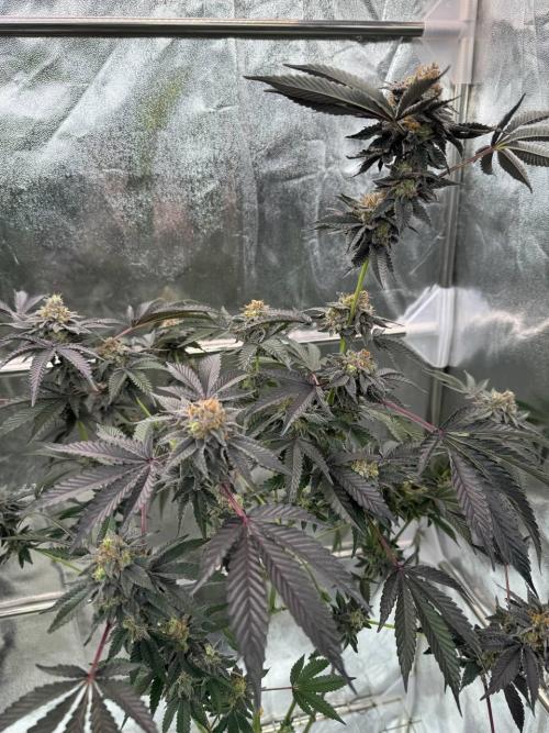 Swampwater Fumez REG. Week 19