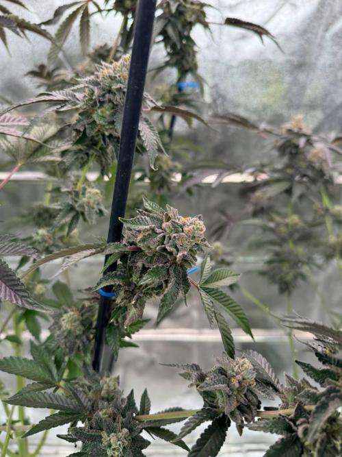 Swampwater Fumez REG. Week 19