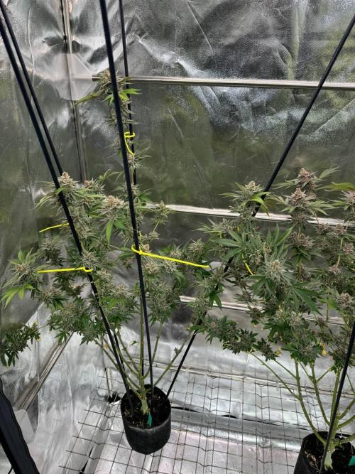 Tropicana Cookies x TMZ REG. Week 19