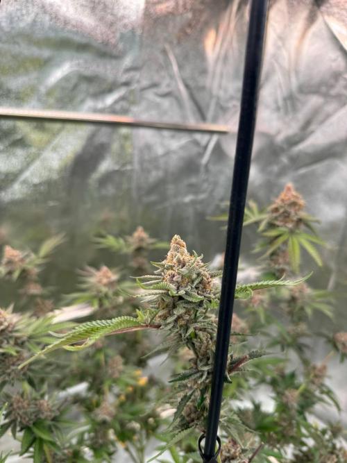 Tropicana Cookies x TMZ REG. Week 19