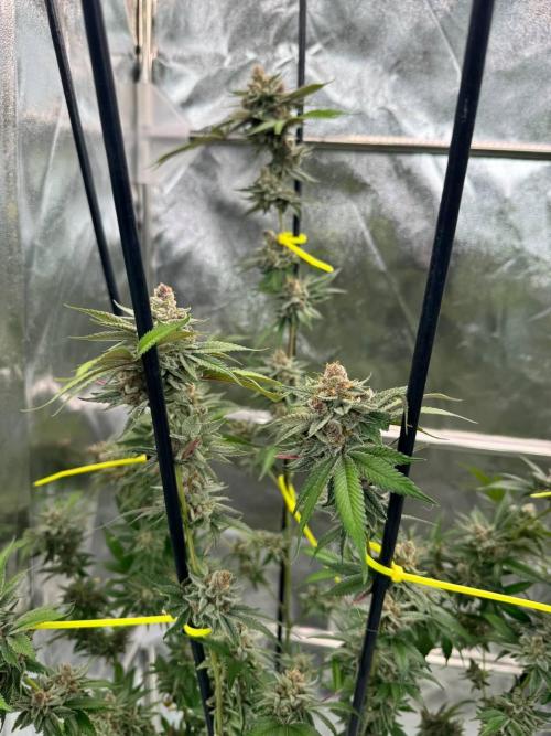 Tropicana Cookies x TMZ REG. Week 19