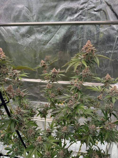 Tropicana Cookies x TMZ REG. Week 19