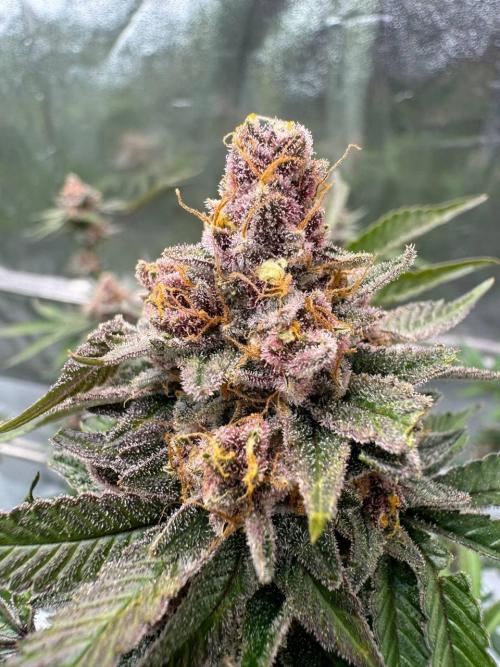 Tropicana Cookies x TMZ REG. Week 19