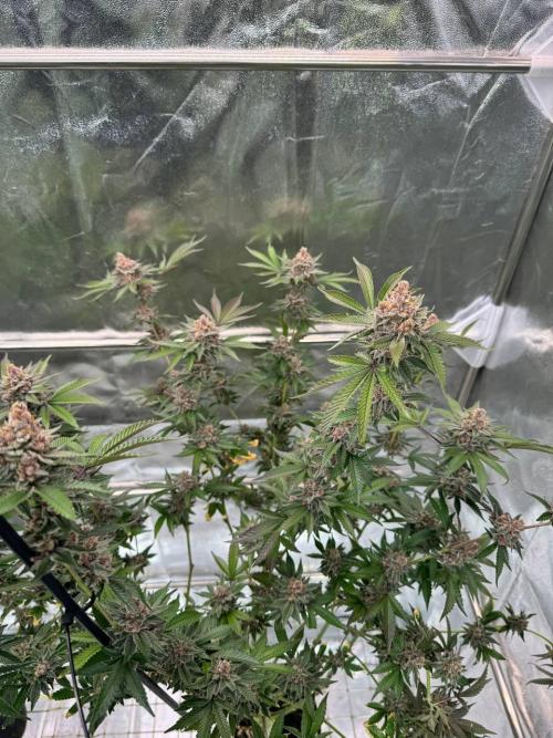 Tropicana Cookies x TMZ REG. Week 19