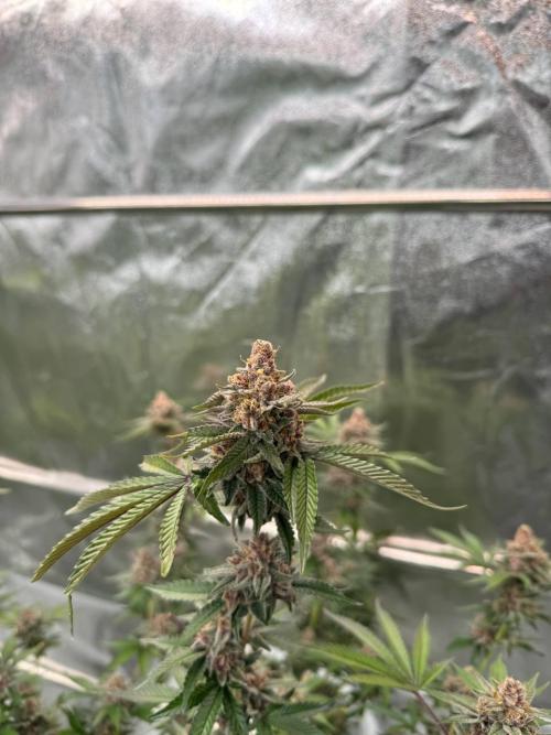 Tropicana Cookies x TMZ REG. Week 19