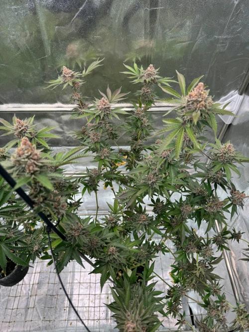 Tropicana Cookies x TMZ REG. Week 19