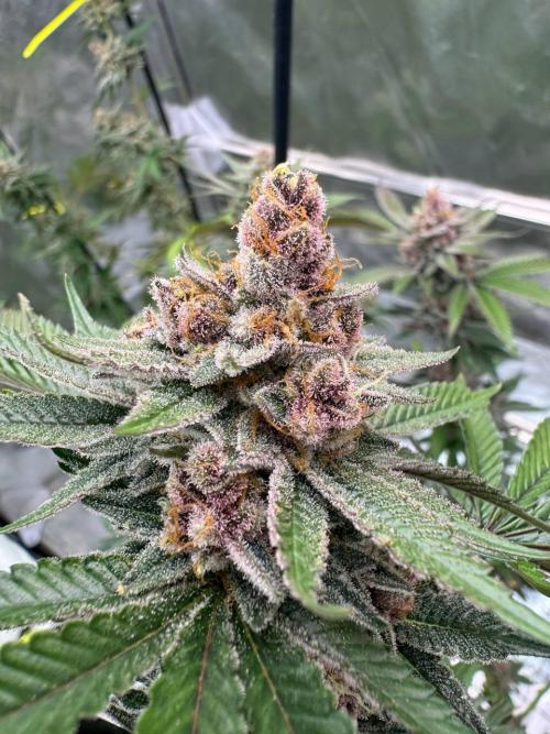 Tropicana Cookies x TMZ REG. Week 19