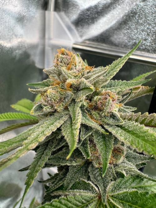 Tropicana Cookies x TMZ REG. Week 19